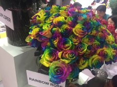 厄瓜多尔花草出口繁花似锦 “玫瑰皇后”、满天